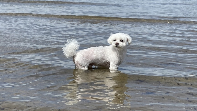 ★ワンちゃんと泊まろう★【朝食付き】中型犬までOK！広々和洋室で過ごすお散歩旅